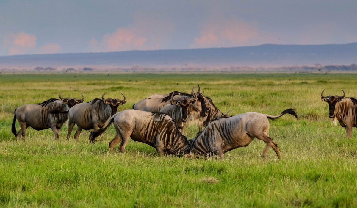 AmboseliNationalPark